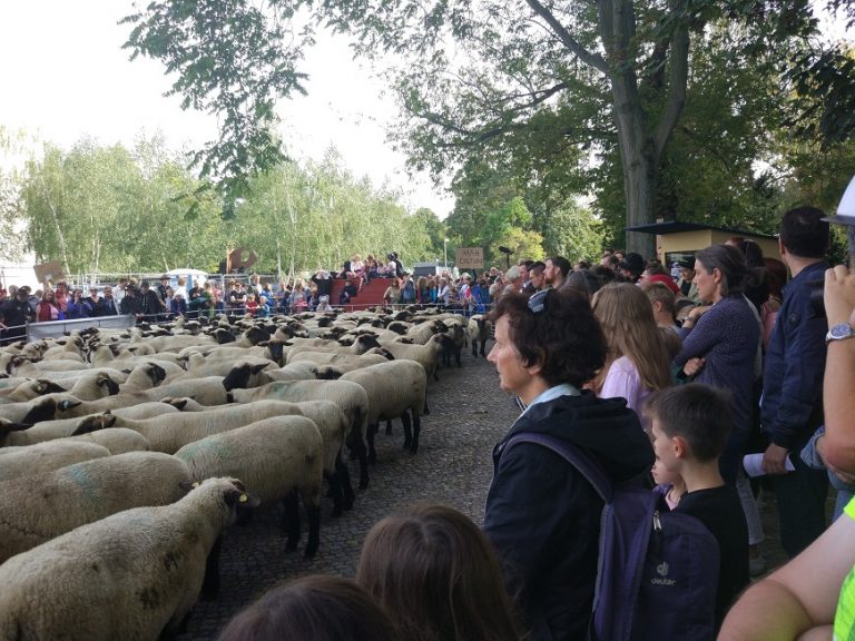 Menschen am Hansaplatz bewundern Schafe. Fotos: Maike Brülls