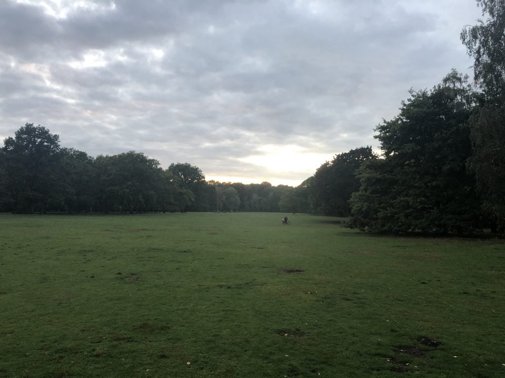 Von der ehemaligen Dünenlandschaft ist auf dieser Wiese im Volkspark Rehberge nichts mehr zu erkennen, Foto: Anna-Lena Wenzel
