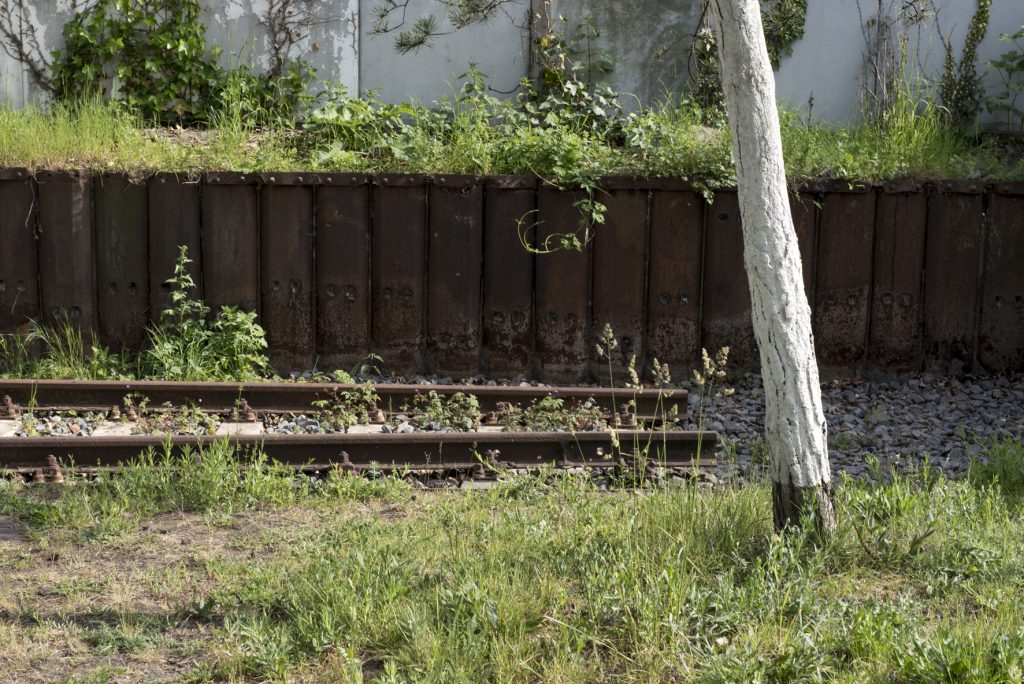 Bewachsene Bahngleise, davor eine Birke