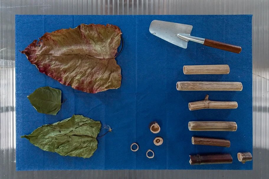 Alaa_Abu_Asad_Leaves