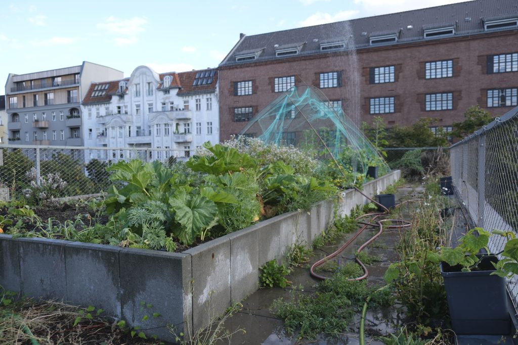 Ein Hochbeet auf einem Dach, das bewässert wird, im Hintergrund Häuserfassaden.